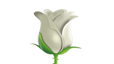 Beyaz Gül Emojisi Kopyala