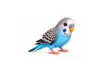 muhabbet kuşu emoji