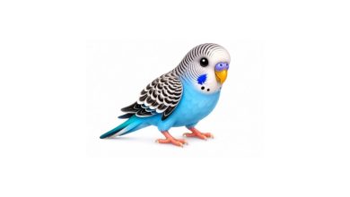muhabbet kuşu emoji